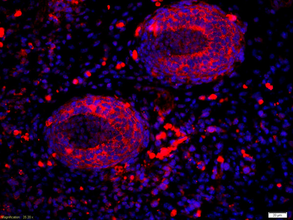 Formalin-fixed and paraffin-embedded mouse embryo labeled with Anti-RALDH2 Polyclonal Antibody, Unconjugated(bs-3676R) 1:200, overnight at 4°C, The secondary antibody was Goat Anti-Rabbit IgG,Cy3 conjugated(bs-0295G-Cy3)used at 1:200 dilution for 40 minutes at 37°C.\n