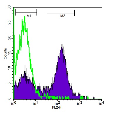 Mouse spleen cells probed with Rabbit Anti-CDK1 Polyclonal Antibody, PE Conjugated (bs-0542R-PE) at 1:50 for 30 minutes
