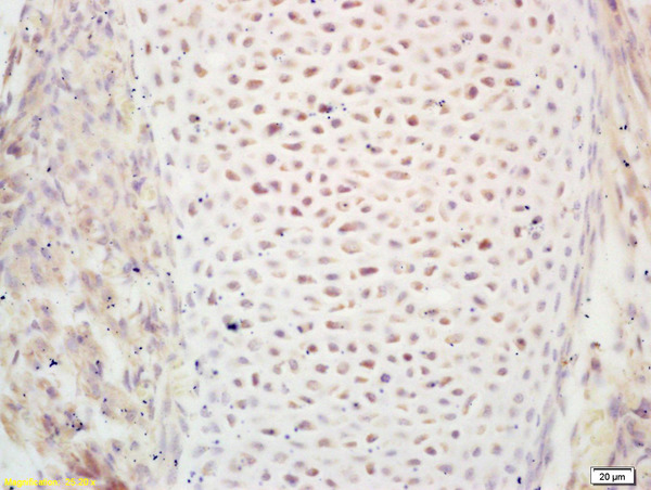 Formalin-fixed and paraffin embedded mouse embryo labeled with  Rabbit Anti PIWIL1\/Miwi Polyclonal Antibody, Unconjugated (bs-0665R) at 1:200 followed by conjugation to the secondary antibody and DAB staining