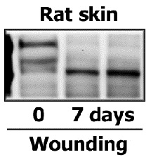 Image kindly submitted by Edita Aksamitiene as part of the free sample program. Rat skin lysates probed with Rabbit Anti-Fibronectin Polyclonal Antibody (bs-0666R) at 1:1000.