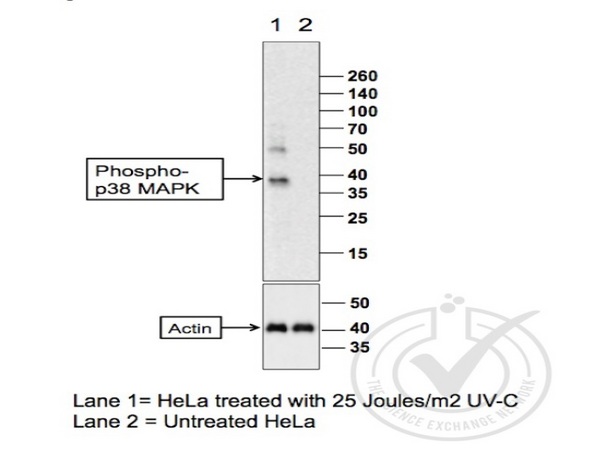 P38 Mapk Thr180 Tyr182 Antibody Bioss