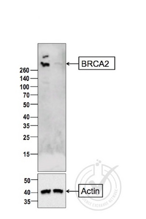 Image provided by the Independent Validation Program badge 29807.\n\nLane 1: MCF7 cell lysate Lane 2:CAPAN1 cell lysates probed with Rabbit Anti-BRCA2 Polyclonal Antibody, Unconjugated (bs-1210R) at 1:200 for 10 hours at 4˚C. Followed by conjugation to secondary antibody at 1:10000 for 60 min at 37˚C.