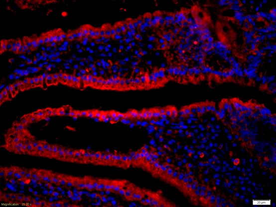 Formalin-fixed and paraffin-embedded mouse intestine labeled with Anti-CD19 Polyclonal Antibody, Unconjugated(bs-4755R) 1:200, overnight at 4°C, The secondary antibody was Goat Anti-Rabbit IgG, Cy5 conjugated(bs-0295G-Cy5)used at 1:200 dilution for 40 minutes at 37°C.