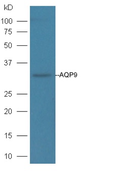 Mouse liver lysates probed with Rabbit Anti-AQP9 Polyclonal Antibody, Unconjugated (bs-2060R) at 1:300 overnight at 4˚C. Followed by conjugation to secondary antibody (bs-0295G-HRP) at 1:3000 for 90 min at 37˚C. Mouse liver lysates probed with Rabbit Anti-AQP9 Polyclonal Antibody, Unconjugated (bs-2060R) at 1:300 overnight at 4˚C. Followed by conjugation to secondary antibody (bs-0295G-HRP) at 1:3000 for 90 min at 37˚C.