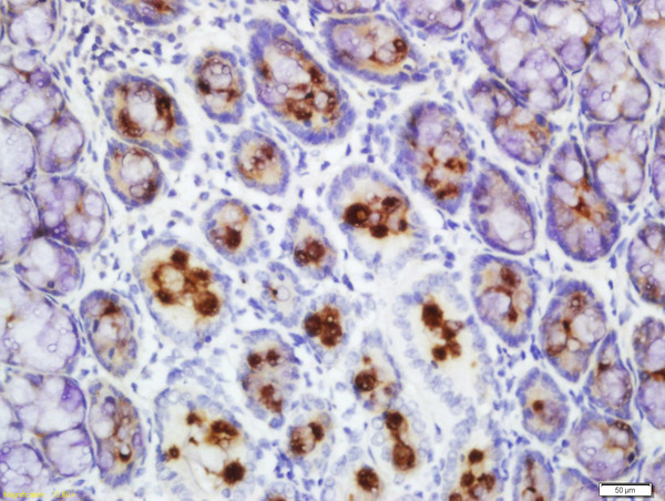 Formalin-fixed and paraffin embedded mouse intestine labeled with Rabbit Anti-FCGBP Polyclonal Antibody, Unconjugated (bs-13168R) at 1:200 followed by conjugation to the secondary antibody and DAB staining\n