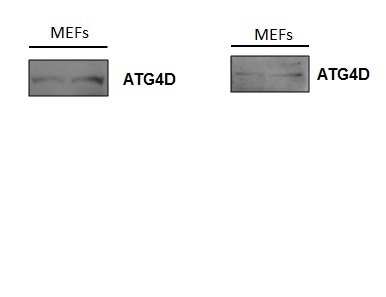 Image kindly submitted by Dr. Qiao from MGH.\n\nmouse embryonic fibroblast lysates were probed with Rabbit Anti-ATG4D Polyclonal Antibody (bs-4009R) at 1:500.