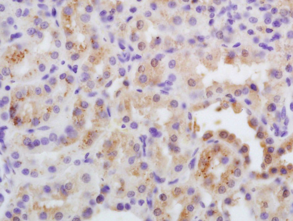 Formalin-fixed and paraffin embedded rat kidney labeled with Rabbit Anti-SFRP1 Polyclonal Antibody, Unconjugated (bs-1303R) at 1:200 followed by conjugation to the secondary antibody and DAB staining