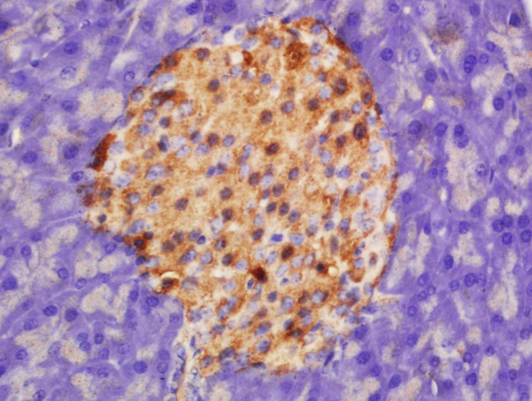 Formalin-fixed and paraffin embedded rat pancreas labeled with Rabbit Anti-HADHSC Polyclonal Antibody, Unconjugated (bs-10020R) at 1:200 followed by conjugation to the secondary antibody and DAB staining\n