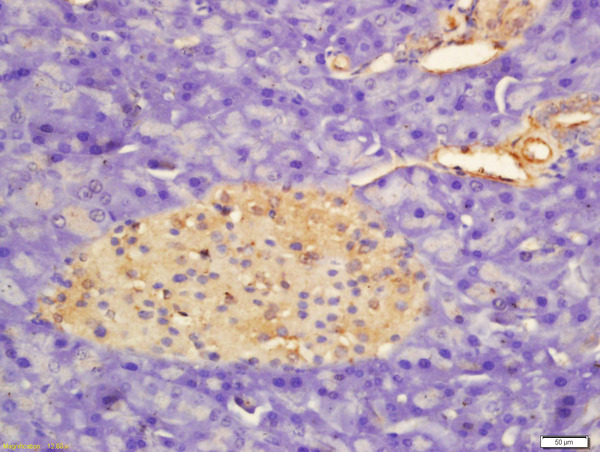 Formalin-fixed and paraffin embedded rat pancreas labeled with Rabbit Anti-APOD Polyclonal Antibody, Unconjugated (bs-10130R) at 1:200 followed by conjugation to the secondary antibody and DAB staining