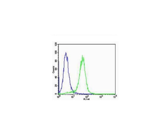 HeLa cells probed with Rabbit Anti-VEGF Polyclonal Antibody (bs-0279R) at 1:100 for 60 minutes at room temperature followed by Goat Anti-Rabbit IgG (H+L) Alexa Fluor 488 Conjugated.\n