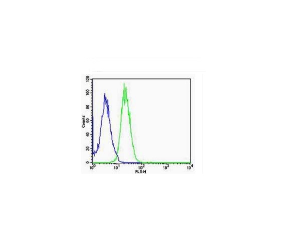 A549 cells probed with Rabbit Anti-ARC/Arg3.1 Polyclonal Antibody (bs-0385R) at 1:100 for 60 minutes at room temperature followed by Goat Anti-Rabbit IgG (H+L) Alexa Fluor 488 Conjugated Secondary.\n