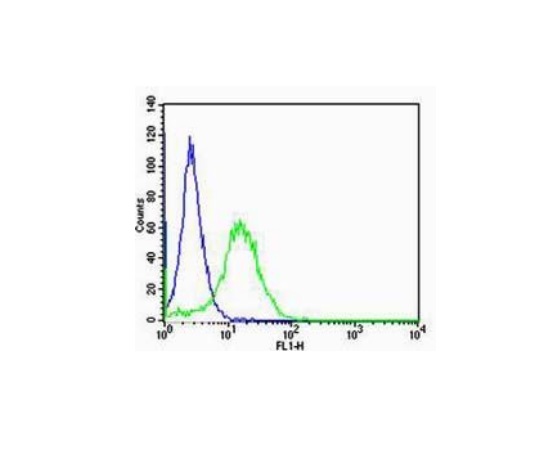 NIH/3T3 cells probed with Rabbit Anti-RAGE Polyclonal Antibody (bs-0177R) at 1:100 for 60 minutes at room temperature followed by Goat Anti-Rabbit IgG (H+L) Alexa Fluor 488 Conjugated Secondary Antibody.\n
