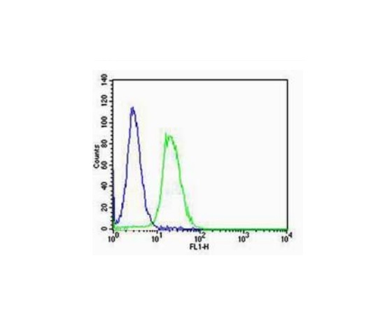 NIH\/3T3 cells probed with Rabbit Anti-RAGE Polyclonal Antibody (bs-0177R) at 1:100 for 60 minutes at room temperature followed by Goat Anti-Rabbit IgG (H+L) Alexa Fluor 488 Conjugated Secondary Antibody.