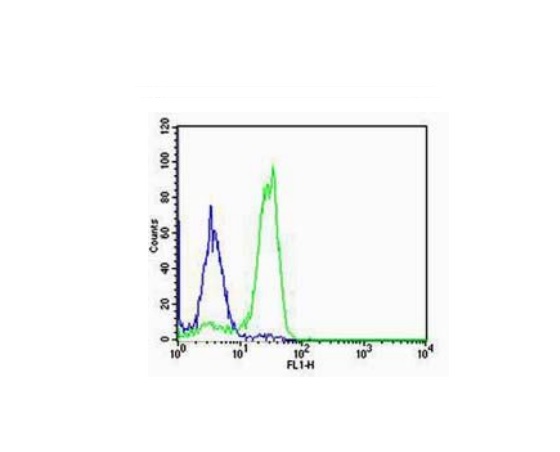NCI-H460 cells probed with Rabbit Anti-SP-C Polyclonal Antibody (bs-10067R) at 1:100 for 60 minutes at room temperature followed by Goat Anti-Rabbit IgG (H+L) Alexa Fluor 488 Conjugated Secondary Antibody.