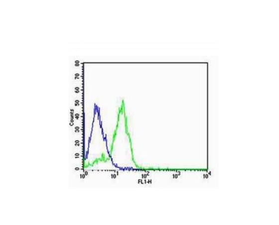 SK-N-MC cells probed with Rabbit Anti-Group I mGLUR Polyclonal Antibody (bs-1803R) at 1:100 for 60 minutes at room temperature followed by Goat Anti-Rabbit IgG (H+L) Alexa Fluor 488 Conjugated Secondary Antibody.