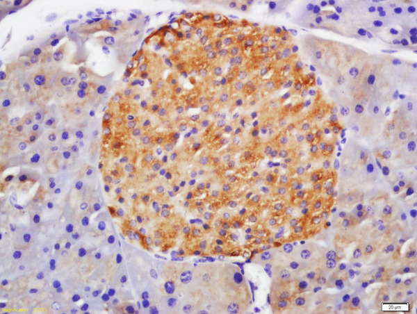 Formalin-fixed and paraffin embedded mouse pancreas labeled with Anti-GLP-1R Polyclonal Antibody, Unconjugated (bs-1559R) at 1:200 followed by conjugation to the secondary antibody and DAB staining\n
