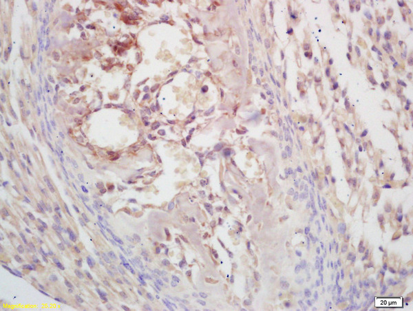 Formalin-fixed and paraffin embedded mouse embryo labeled with Rabbit Anti KLF5/UKHC Polyclonal Antibody, Unconjugated (bs-2385R) at 1:200 followed by conjugation to the secondary antibody and DAB staining