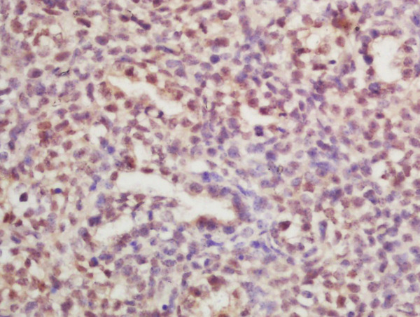 Formalin-fixed and paraffin embedded mouse embryo labeled with Rabbit Anti-RPLP0 Polyclonal Antibody, Unconjugated (bs-1886R) at 1:200 followed by conjugation to the secondary antibody and DAB staining\n