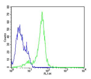 Neuro-2a cells probed with Rabbit Anti-Nestin Polyclonal Antibody (bs-0008R) at 1:100 for 60 minutes at room temperature followed by Goat Anti-Rabbit IgG (H+L) Alexa Fluor 488 Conjugated Secondary Antibody.