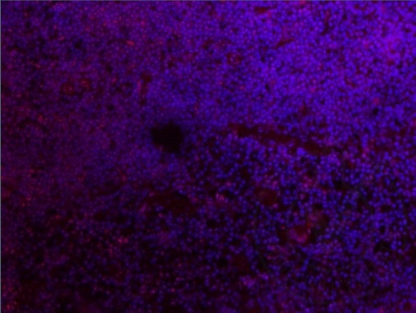 Image by provided by the Independent Validation program, badge number 029613:Frozen,OCT embedded mouse spleen labeled with Anti-AIF1 Polyclonal Antibody, Unconjugated (bs-1363R) at 1:100 followed by conjugation to the secondary antibody and DAPI staining