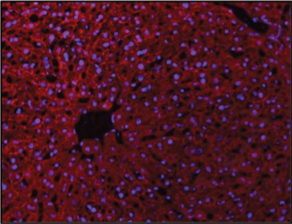 Images provided by the Independent Validation Program, badge number 029590:Formalin-fixed and frozen-OCT embedded mouse liver labeled with Rabbit Anti-VE Cadherin Polyclonal Antibody, Unconjugated(bs-0878R) 1:100, overnight at 4°C, The secondary antibody was diluted to 1:100 for 120 minutes at 37°C.