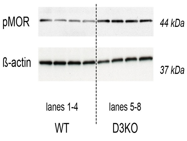 Image kindly provided by Dr. Stefen Clemens of East Carolina University. pMOR protein expression levels in the spinal cords of WT and D3KO mice (top lanes), and their respective ß-actin protein expression (bottom panels). Rabbit Anti-mu Opioid Receptor (Ser375) Polyclonal Antibody was used at a dilution of 1:1000.