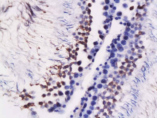 Formalin-fixed and paraffin embedded rat testis labeled with Rabbit Anti-GRP78 Polyclonal Antibody, Unconjugated (bs-1219R) at 1:200 followed by conjugation to the secondary antibody and DAB staining\\n