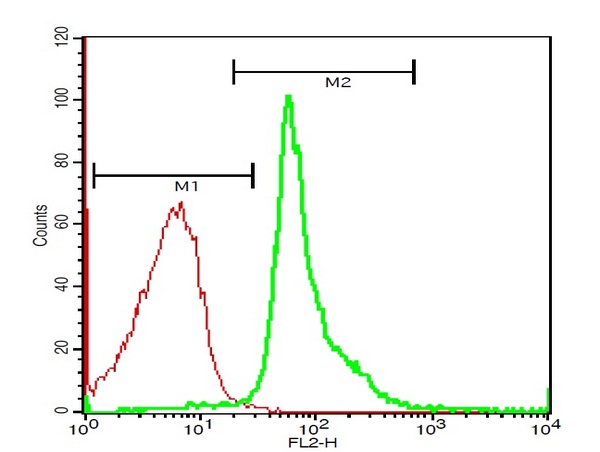 Mouse liver cells probed with Rabbit Anti-Glucocorticoid receptor Polyclonal Antibody (bs-0252R) at 1:50 for 40 minutes at room temperature followed by Goat Anti-Rabbit IgG (H+L) PE Conjugated Secondary Antibody.