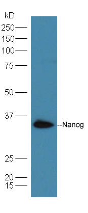 Lane 1: A549 cell lysates probed with Rabbit Anti-Nanog Polyclonal Antibody, Unconjugated (bs-0829R) at 1:300 overnight at 4˚C. Followed by conjugation to secondary antibody (bs-0295G-HRP) at 1:5000 for 90 min at 37˚C.