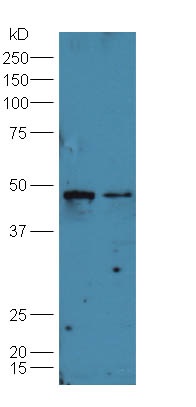 Lane 1:Huh7 cell lysate Lane 2: A549 cell lysates probed with Rabbit Anti-B7-H6 Polyclonal Antibody, Unconjugated (bs-12559R) at 1:300 overnight at 4˚C. Followed by conjugation to secondary antibody (bs-0295G-HRP) at 15000 for 90 min at 37˚C.