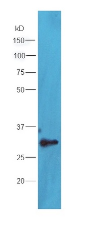 Lane 1: HepG2 lysates probed with Rabbit Anti-TXNDC9 Polyclonal Antibody, Unconjugated (bs-9429R) at 1:300 overnight at 4˚C. Followed by conjugation to secondary antibody (bs-0295G-HRP) at 1:5000 for 90 min at 37˚C.