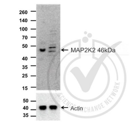 Images provided by the Independent Validation Program, badge number 029748. Lane one: HeLa cell lysates. Lane 2: c6/36 Mosquito cell extract (non-reactive\nspecies) probed with Rabbit Anti-MEK2 Polyclonal Antibody, Unconjugated (bs-0223R) at 1:100 overnight at 4˚C. Followed by conjugation to secondary antibody at 1:20000 for 60 min at 26˚C.