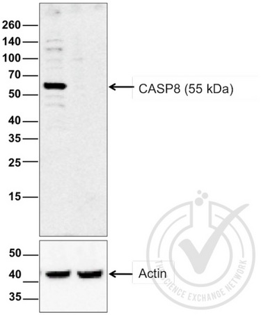 Image provided by the Independent Validation Program (badge number 29759). Lane 1: HeLa cell extract, Lane 2: c6/36 mosquito cell extract (non-reactive\nspecies) probed with Rabbit Anti-Caspase 8 Polyclonal Antibody, Unconjugated (bs-0052R) at 1:200 overnight at 4˚C. Followed by conjugation to secondary antibody at 1:20000 for 60 min at 26˚C.