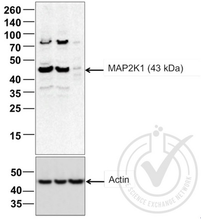 Image provided by the Independent Validation Program (badge number 29760). Lane 1: HeLa cell extract, Lane 2: NIH/3T3 cell extracts, Lane 3: c6/36 mosquito cell extract (non-reactive\nspecies) probed with Rabbit Anti-MEK1 Polyclonal Antibody, Unconjugated (bs-1433R) at 1:200 overnight at 4˚C. Followed by conjugation to secondary antibody at 1:20000 for 60 min at 26˚C.