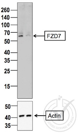 Image provided by the Independent Validation Program (badge number 29805). Lane 1: MDA-MB-231 cell extract, Lane 2: c6/36 mosquito cell extract (non-reactive\nspecies) probed with Rabbit Anti-Frizzled 7 Polyclonal Antibody, Unconjugated (bs-5125R) at 1:100 overnight at 4˚C. Followed by conjugation to secondary antibody at 1:10000 for 60 min at 26˚C. \n