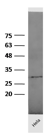 Human HeLa lysates probed with Rabbit Anti-14-3-3 epsilon Polyclonal Antibody, Unconjugated (bs-2340R) at 1:300 overnight at 4˚C. Followed by conjugation to secondary antibody (bs-0295G-HRP) at 1:5000 for 90 min at 37˚C.