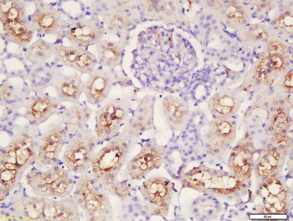 Formalin-fixed and paraffin embedded rat kidney labeled with Rabbit Anti-Caspase 12 Polyclonal Antibody, Unconjugated (bs-1105R) at 1:200 followed by conjugation to the secondary antibody and DAB staining\\n