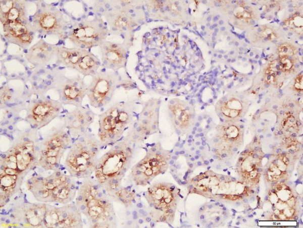 Formalin-fixed and paraffin embedded rat kidney labeled with Rabbit Anti-Caspase 12 Polyclonal Antibody, Unconjugated (bs-1105R) at 1:200 followed by conjugation to the secondary antibody and DAB staining\n