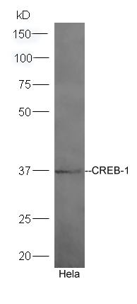 Lane 1: HeLa lysates  probed with Rabbit Anti-CREB-1 Polyclonal Antibody, Unconjugated (bs-0035R) at 1:300 overnight at 4˚C. Followed by conjugation to secondary antibody (bs-0295G-HRP) at 1:5000 for 90 min at 37˚C.