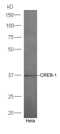 Lane 1: HeLa lysates probed with Rabbit Anti-CREB-1 Polyclonal Antibody, Unconjugated (bs-0035R) at 1:300 overnight at 4˚C. Followed by conjugation to secondary antibody (bs-0295G-HRP) at 1:5000 for 90 min at 37˚C.