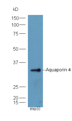 Rat Lung lysates probed with Anti- AQP4 Polyclonal Antibody, Unconjugated (bs-0634R) at 1:300 in 4˚C. Followed by conjugation to secondary antibody (bs-0295G-HRP) at 1:5000 90min in 37˚C. Predicted band 35kD. Observed band size: 33kD.