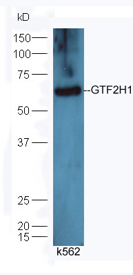 Lane 1: K562 lysates probed with Rabbit Anti-GTF2H1 Polyclonal Antibody, Unconjugated (bs-8175R) at 1:30 overnight at 4°C. Followed by conjugation to secondary antibody (bs-0295G-HRP) at 1:5000 for 90 min at 37°C.