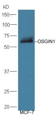 Lane 1: MCF-7 lysates probed with Rabbit Anti-OSGIN1 Polyclonal Antibody, Unconjugated (bs-5723R) at 1:300 overnight at 4˚C. Followed by conjugation to secondary antibody (bs-0295G-HRP) at 1:5000 for 90 min at 37˚C.