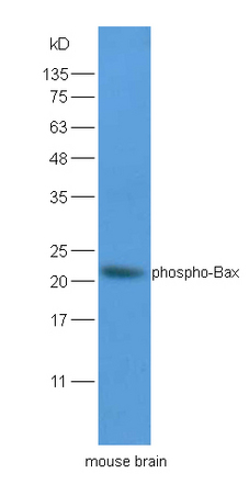 Lane 1:mouse brain lysates probed with Rabbit Anti-Bax (Ser184) Polyclonal Antibody, Unconjugated (bs-3010R) at 1:200 overnight at 4˚C. Followed by conjugation to secondary antibody (bs-0295G-HRP) at 1:3000 for 90 min at 37˚C.