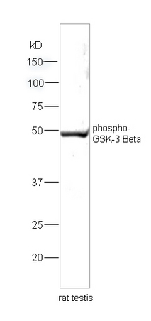 Lane 1: rat testis lysates probed with Rabbit Anti-GSK-3 Beta(Ser9) Polyclonal Antibody, Unconjugated (bs-2066R) at 1:300 overnight at 4˚C. Followed by conjugation to secondary antibody (bs-0295G-HRP) at 1:5000 for 90 min at 37˚C.