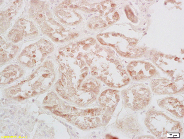 Formalin-fixed and paraffin embedded human kidney labeled with Rabbit Anti-phospho-CREB-1(Ser133) Polyclonal Antibody (bs-0036R) at 1:200 followed by conjugation to the secondary antibody and DAB staining.