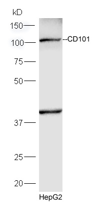 HepG2 lysates probed with Rabbit Anti-CD101 Polyclonal Antibody, Unconjugated (bs-10727R) at 1:300 overnight at 4˚C. Followed by conjugation to secondary antibody (bs-0295G-HRP) at 1:5000 for 90 min at 37˚C.