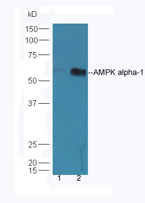 Lane 1: HepG2 lysates Lane 2: K562 lysates probed with Rabbit Anti-AMPK alpha-1 Polyclonal Antibody, Unconjugated (bs-10344R) at 1:300 overnight at 4˚C. Followed by conjugation to secondary antibody (bs-0295G-HRP) at 1:5000 for 90 min at 37˚C.