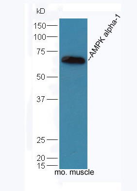 Mouse muscle lysates probed with Rabbit Anti-AMPK alpha-1 Polyclonal Antibody, Unconjugated (bs-10344R) at 1:300 overnight at 4˚C. Followed by conjugation to secondary antibody (bs-0295G-HRP) at 1:5000 for 90 min at 37˚C.