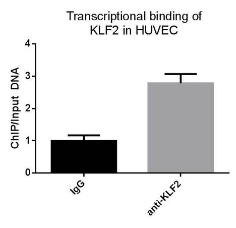 Quantitative ChIP of KLF2